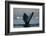 Humpback Whale in Disko Bay in Greenland-Paul Souders-Framed Photographic Print