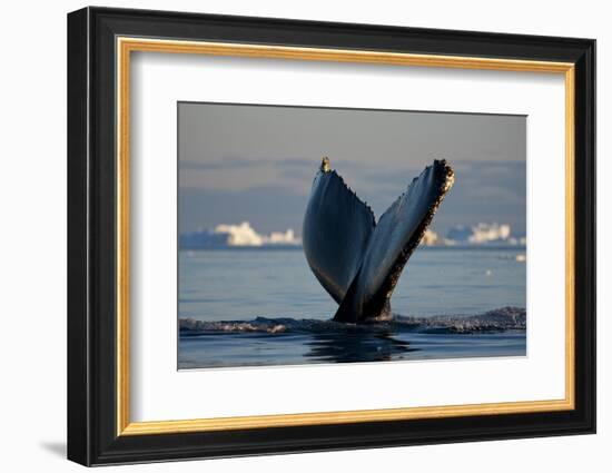 Humpback Whale in Disko Bay in Greenland-Paul Souders-Framed Photographic Print