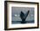 Humpback Whale in Disko Bay in Greenland-Paul Souders-Framed Photographic Print