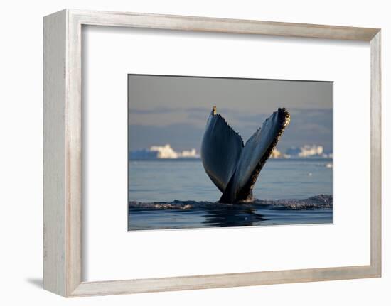 Humpback Whale in Disko Bay in Greenland-Paul Souders-Framed Photographic Print