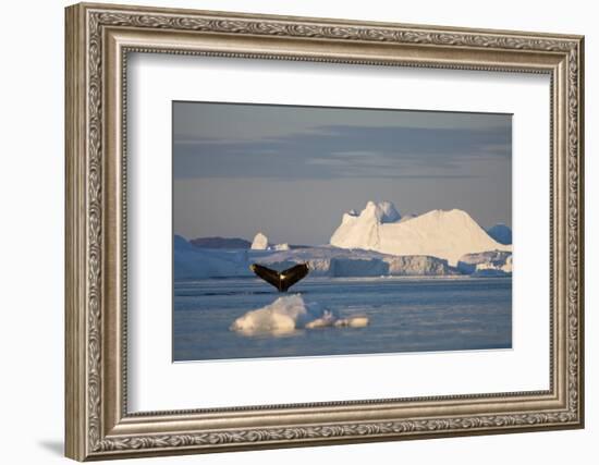 Humpback Whale in Disko Bay in Greenland-Paul Souders-Framed Photographic Print