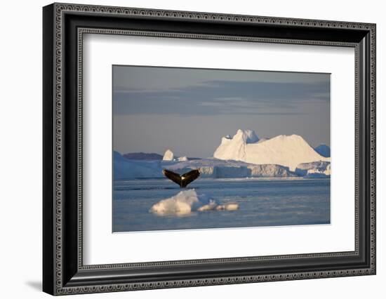 Humpback Whale in Disko Bay in Greenland-Paul Souders-Framed Photographic Print