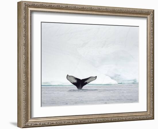 Humpback whale  in front of icebergs at the mouth of the Ilulissat Icefjord at Disko Bay, Greenland-Martin Zwick-Framed Photographic Print