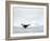 Humpback whale  in front of icebergs at the mouth of the Ilulissat Icefjord at Disko Bay, Greenland-Martin Zwick-Framed Photographic Print