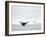 Humpback whale  in front of icebergs at the mouth of the Ilulissat Icefjord at Disko Bay, Greenland-Martin Zwick-Framed Photographic Print
