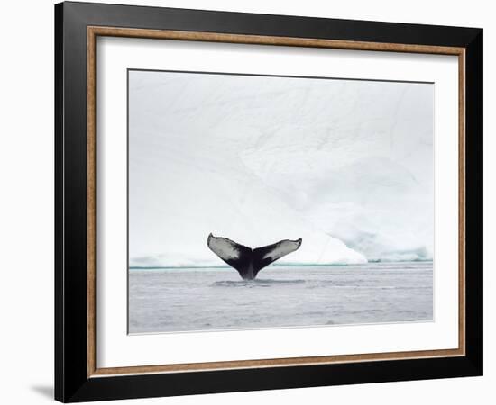 Humpback whale  in front of icebergs at the mouth of the Ilulissat Icefjord at Disko Bay, Greenland-Martin Zwick-Framed Photographic Print