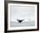 Humpback whale  in front of icebergs at the mouth of the Ilulissat Icefjord at Disko Bay, Greenland-Martin Zwick-Framed Photographic Print