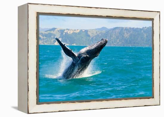 Humpback Whale Jumping out of the Water-KonArt-Framed Premier Image Canvas