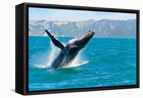 Humpback Whale Jumping out of the Water-KonArt-Framed Premier Image Canvas