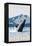 Humpback Whale, Juneau, Alaska-Lantern Press-Framed Stretched Canvas