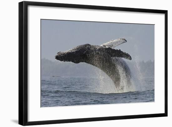 Humpback Whale (Megaptera Novaeangliae) Adult Breaching, Vancouver Island, British Columbia-Bertie Gregory-Framed Photographic Print