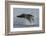 Humpback Whale (Megaptera Novaeangliae) Adult Breaching, Vancouver Island, British Columbia-Bertie Gregory-Framed Photographic Print