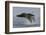 Humpback Whale (Megaptera Novaeangliae) Adult Breaching, Vancouver Island, British Columbia-Bertie Gregory-Framed Photographic Print