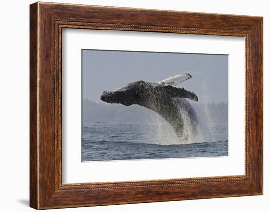 Humpback Whale (Megaptera Novaeangliae) Adult Breaching, Vancouver Island, British Columbia-Bertie Gregory-Framed Photographic Print