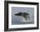Humpback Whale (Megaptera Novaeangliae) Adult Breaching, Vancouver Island, British Columbia-Bertie Gregory-Framed Photographic Print