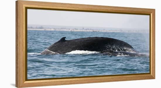 Humpback whale (Megaptera novaeangliae), Anakao, southern area, Madagascar, Africa-Christian Kober-Framed Premier Image Canvas