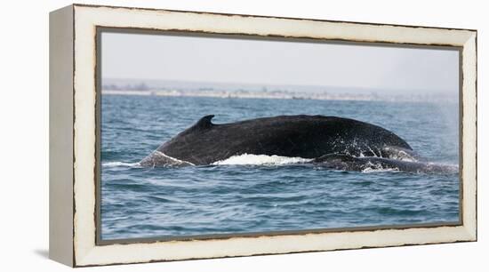 Humpback whale (Megaptera novaeangliae), Anakao, southern area, Madagascar, Africa-Christian Kober-Framed Premier Image Canvas