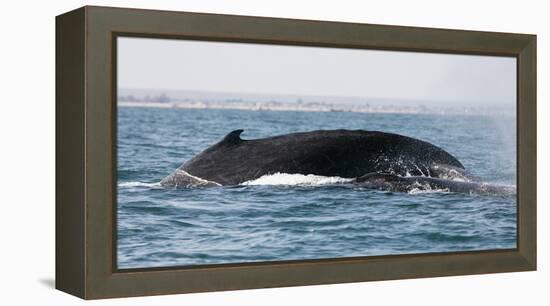 Humpback whale (Megaptera novaeangliae), Anakao, southern area, Madagascar, Africa-Christian Kober-Framed Premier Image Canvas