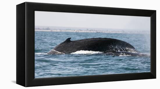 Humpback whale (Megaptera novaeangliae), Anakao, southern area, Madagascar, Africa-Christian Kober-Framed Premier Image Canvas