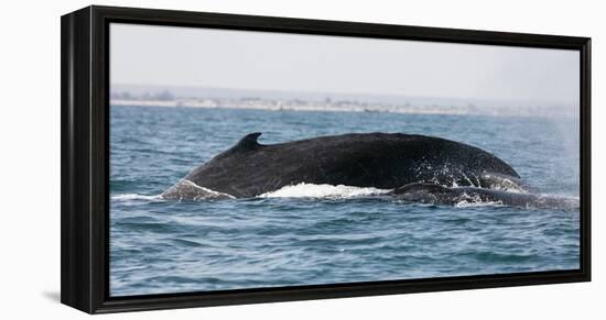 Humpback whale (Megaptera novaeangliae), Anakao, southern area, Madagascar, Africa-Christian Kober-Framed Premier Image Canvas