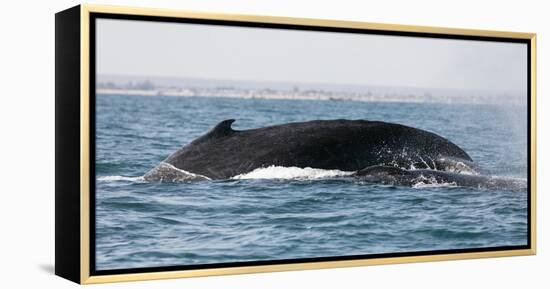 Humpback whale (Megaptera novaeangliae), Anakao, southern area, Madagascar, Africa-Christian Kober-Framed Premier Image Canvas