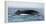 Humpback whale (Megaptera novaeangliae), Anakao, southern area, Madagascar, Africa-Christian Kober-Framed Premier Image Canvas