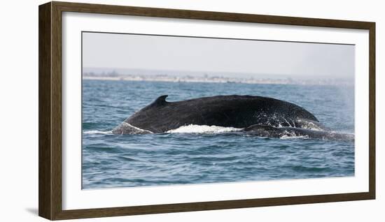 Humpback whale (Megaptera novaeangliae), Anakao, southern area, Madagascar, Africa-Christian Kober-Framed Photographic Print