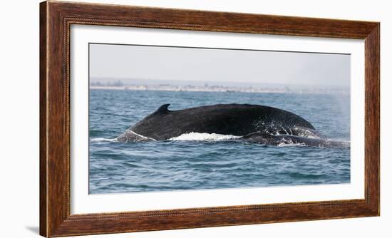 Humpback whale (Megaptera novaeangliae), Anakao, southern area, Madagascar, Africa-Christian Kober-Framed Photographic Print