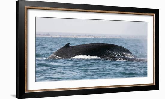 Humpback whale (Megaptera novaeangliae), Anakao, southern area, Madagascar, Africa-Christian Kober-Framed Photographic Print