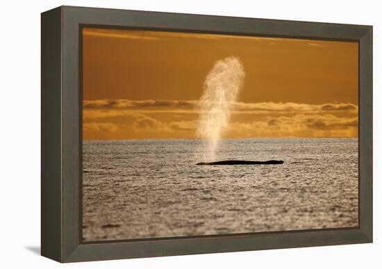 Humpback Whale (Megaptera Novaeangliae) Blowing at Sunset, Disko Bay, Greenland, August 2009-Jensen-Framed Premier Image Canvas