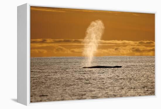 Humpback Whale (Megaptera Novaeangliae) Blowing at Sunset, Disko Bay, Greenland, August 2009-Jensen-Framed Premier Image Canvas