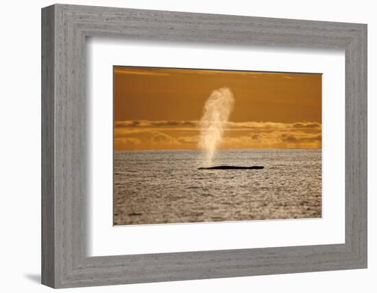 Humpback Whale (Megaptera Novaeangliae) Blowing at Sunset, Disko Bay, Greenland, August 2009-Jensen-Framed Photographic Print