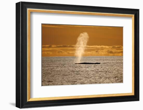 Humpback Whale (Megaptera Novaeangliae) Blowing at Sunset, Disko Bay, Greenland, August 2009-Jensen-Framed Photographic Print