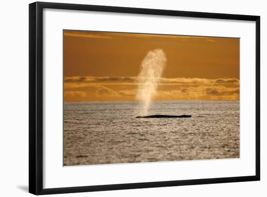 Humpback Whale (Megaptera Novaeangliae) Blowing at Sunset, Disko Bay, Greenland, August 2009-Jensen-Framed Photographic Print