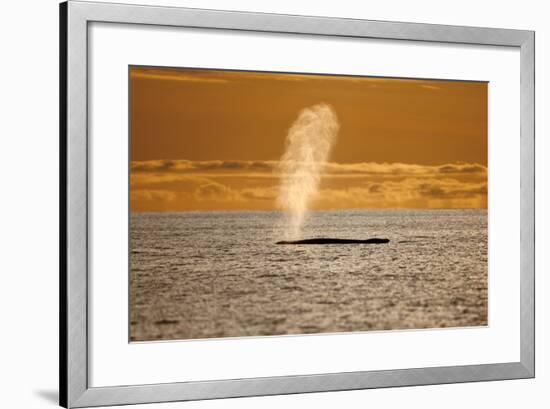 Humpback Whale (Megaptera Novaeangliae) Blowing at Sunset, Disko Bay, Greenland, August 2009-Jensen-Framed Photographic Print