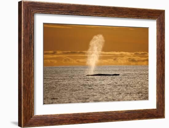 Humpback Whale (Megaptera Novaeangliae) Blowing at Sunset, Disko Bay, Greenland, August 2009-Jensen-Framed Photographic Print