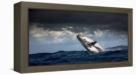 Humpback Whale (Megaptera Novaeangliae) Breaching During Annual Sardine Run-Wim van den Heever-Framed Premier Image Canvas