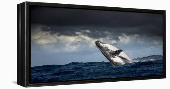 Humpback Whale (Megaptera Novaeangliae) Breaching During Annual Sardine Run-Wim van den Heever-Framed Premier Image Canvas