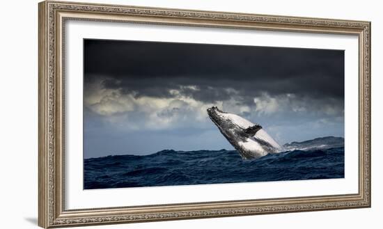 Humpback Whale (Megaptera Novaeangliae) Breaching During Annual Sardine Run-Wim van den Heever-Framed Photographic Print