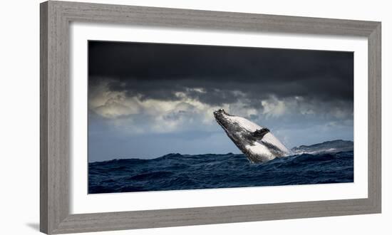 Humpback Whale (Megaptera Novaeangliae) Breaching During Annual Sardine Run-Wim van den Heever-Framed Photographic Print
