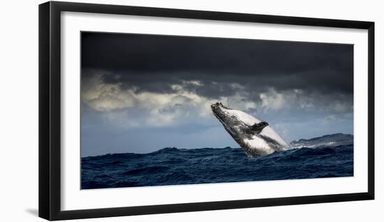 Humpback Whale (Megaptera Novaeangliae) Breaching During Annual Sardine Run-Wim van den Heever-Framed Photographic Print