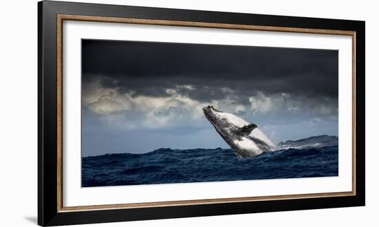 Humpback Whale (Megaptera Novaeangliae) Breaching During Annual Sardine Run-Wim van den Heever-Framed Photographic Print