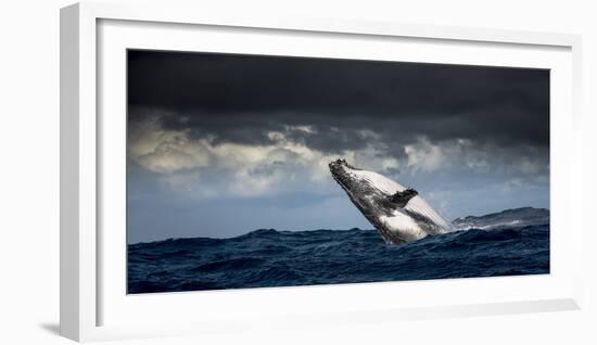 Humpback Whale (Megaptera Novaeangliae) Breaching During Annual Sardine Run-Wim van den Heever-Framed Photographic Print