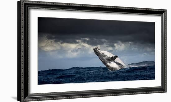 Humpback Whale (Megaptera Novaeangliae) Breaching During Annual Sardine Run-Wim van den Heever-Framed Photographic Print