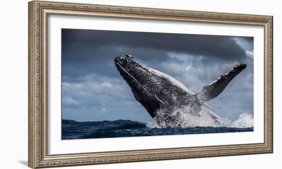 Humpback Whale (Megaptera Novaeangliae) Breaching During Annual Sardine Run-Wim van den Heever-Framed Photographic Print