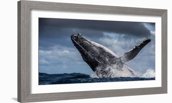 Humpback Whale (Megaptera Novaeangliae) Breaching During Annual Sardine Run-Wim van den Heever-Framed Photographic Print