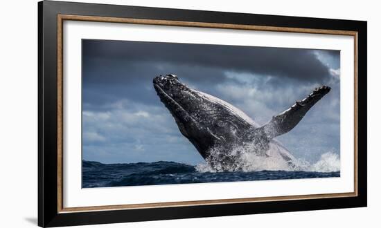 Humpback Whale (Megaptera Novaeangliae) Breaching During Annual Sardine Run-Wim van den Heever-Framed Photographic Print