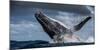 Humpback Whale (Megaptera Novaeangliae) Breaching During Annual Sardine Run-Wim van den Heever-Mounted Photographic Print