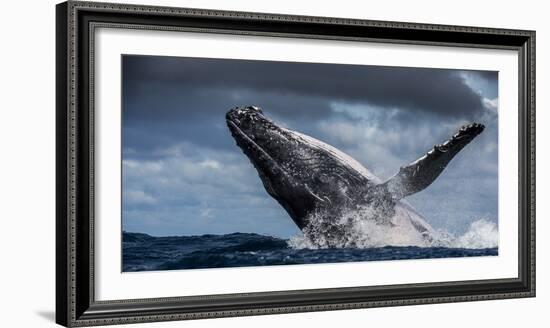 Humpback Whale (Megaptera Novaeangliae) Breaching During Annual Sardine Run-Wim van den Heever-Framed Photographic Print