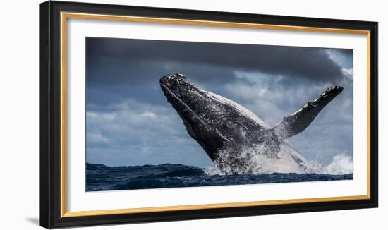 Humpback Whale (Megaptera Novaeangliae) Breaching During Annual Sardine Run-Wim van den Heever-Framed Photographic Print